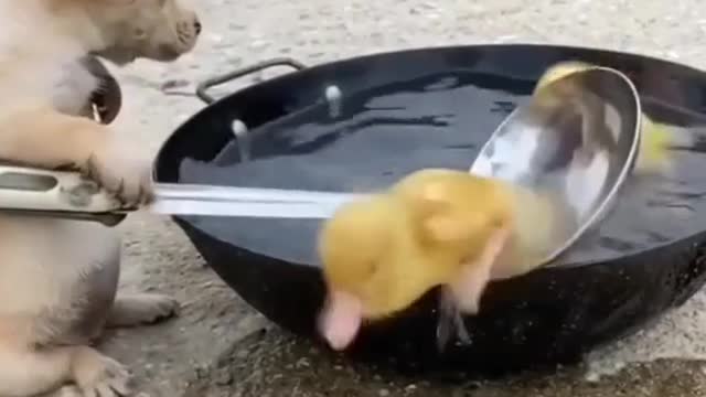 The dog and the ducklings are amazing