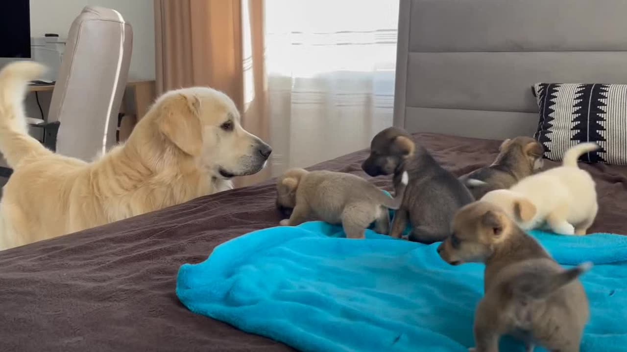 Meets Puppies for the First Time for their Mother