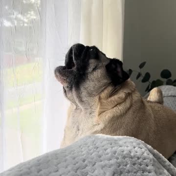 Funny dog_When hit with the little finger