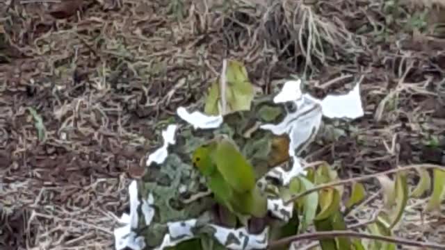 Chameleon catching insects