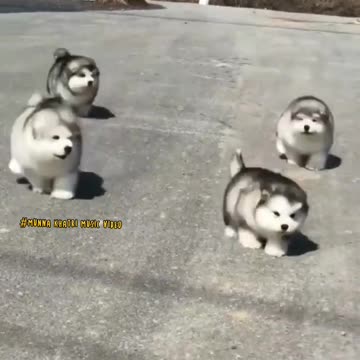 lovely animals funny video | wildlife animals | instrumental music