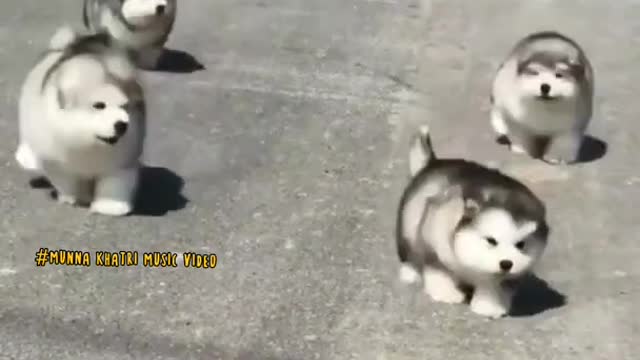 lovely animals funny video | wildlife animals | instrumental music