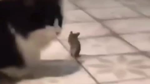 Cute rat and cat