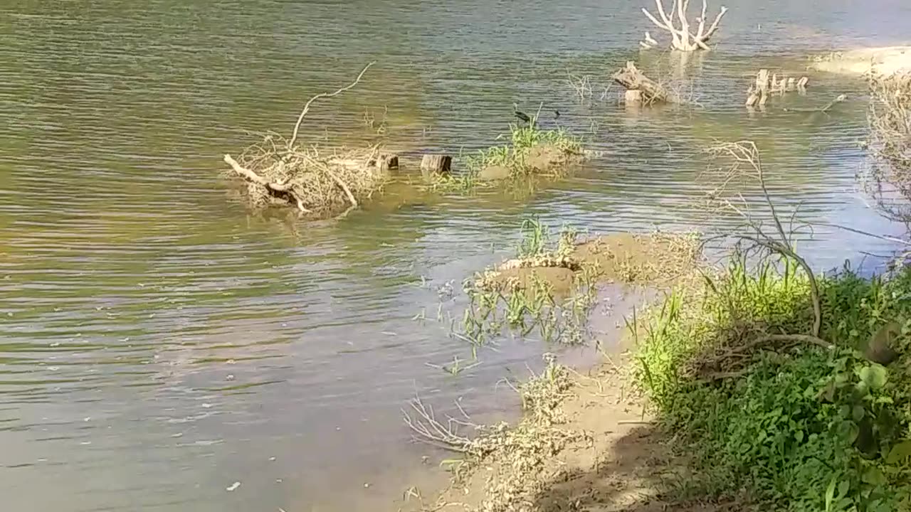 7.8.2024 The Barron River, Kuranda (2)