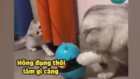 Super cute dogs and cats
