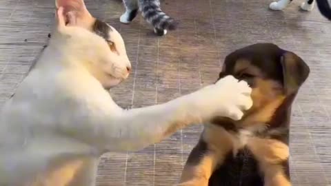 Cat and dog editing home funny video for kids