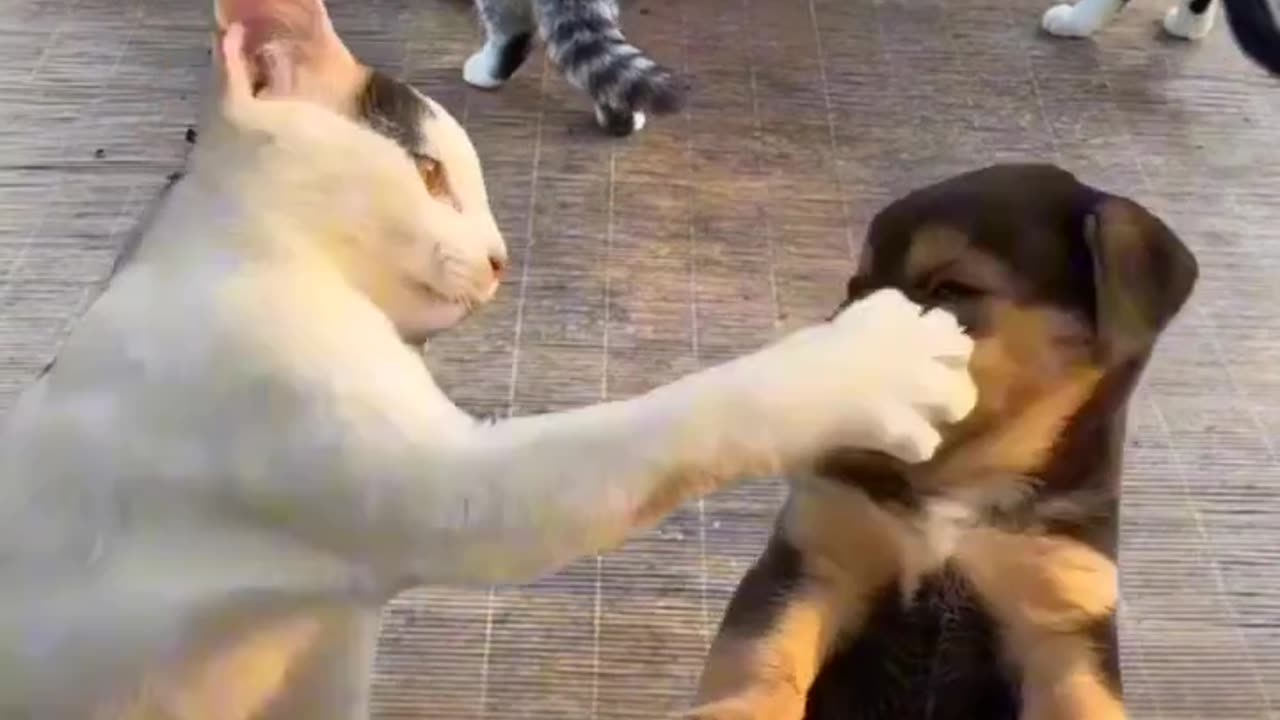 Cat and dog editing home funny video for kids