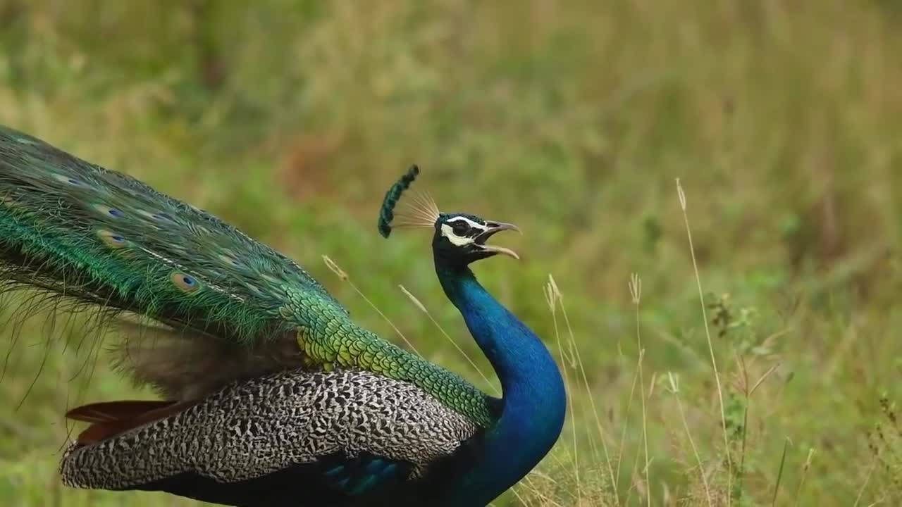 Beautiful Peacock and tone