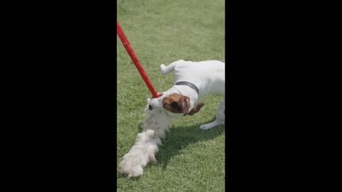 Dog on Leash Playing With Toy//Funny Dog Video...