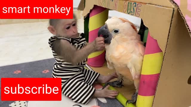 Monkey Baby Bon Bon goes to harvest fruit on the farm