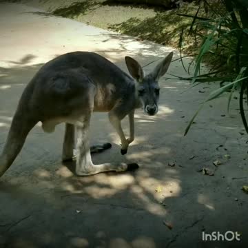 Kangroo in my path