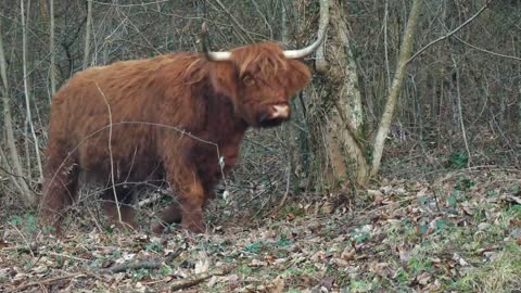 Lovely little bull wandering around alone