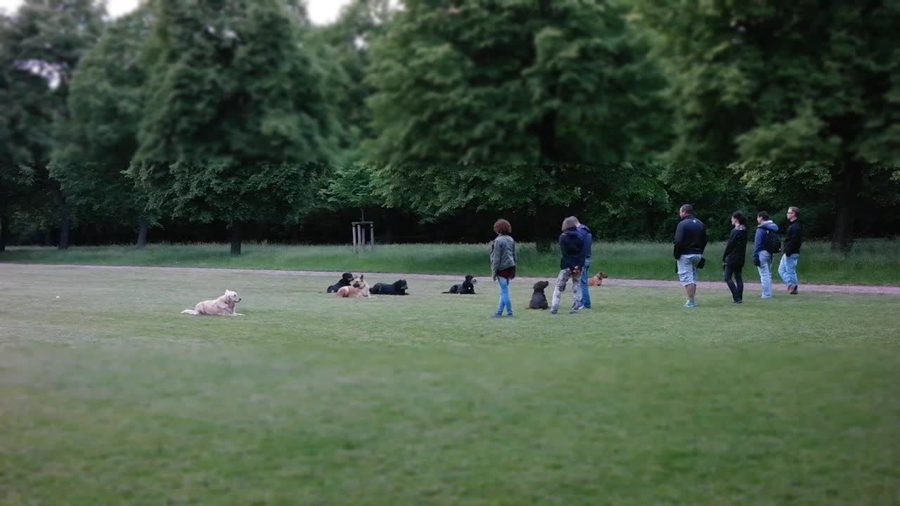 Watch the training of the most beautiful dogs in the garden