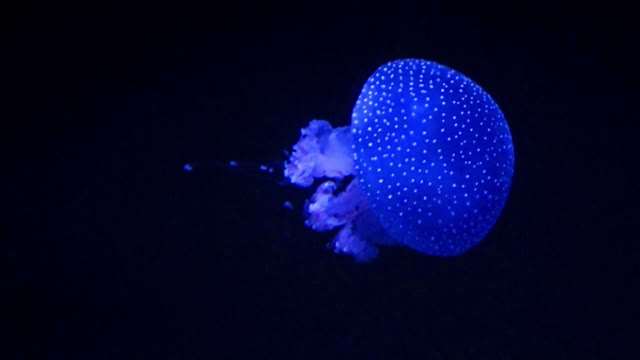 beautiful jellyfish