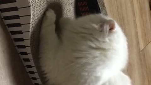 A cat playing with scratches.