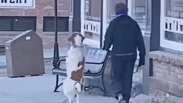 Dog Taking a Walk