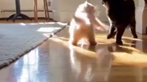 Top Funny Cute Cat video