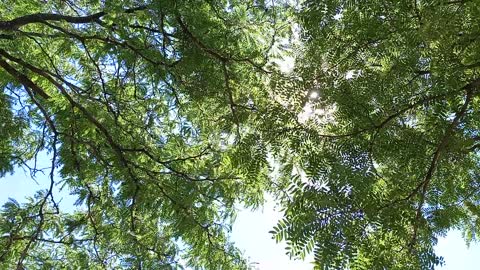 Sun Through Breezy Leaves