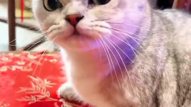 Cat Video 2023