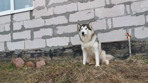 Husky waiting for his owner #shorts #shortvideos #PetsTv #rumble