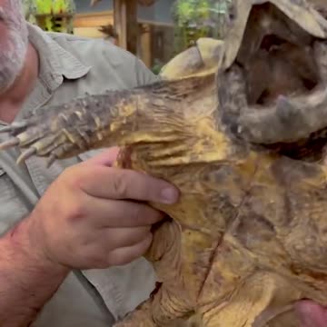 This Alligator Snapping Turtle is ready to snap😳😅