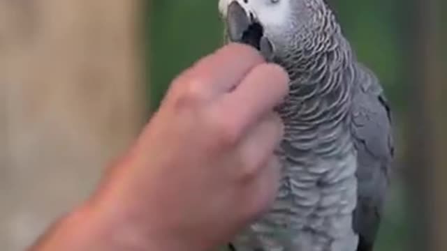 This parrot is super smart.