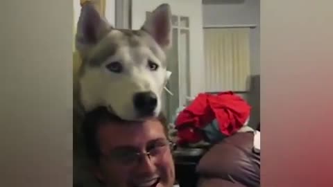 Best FUNNY Videos of pets 😂🥰😂