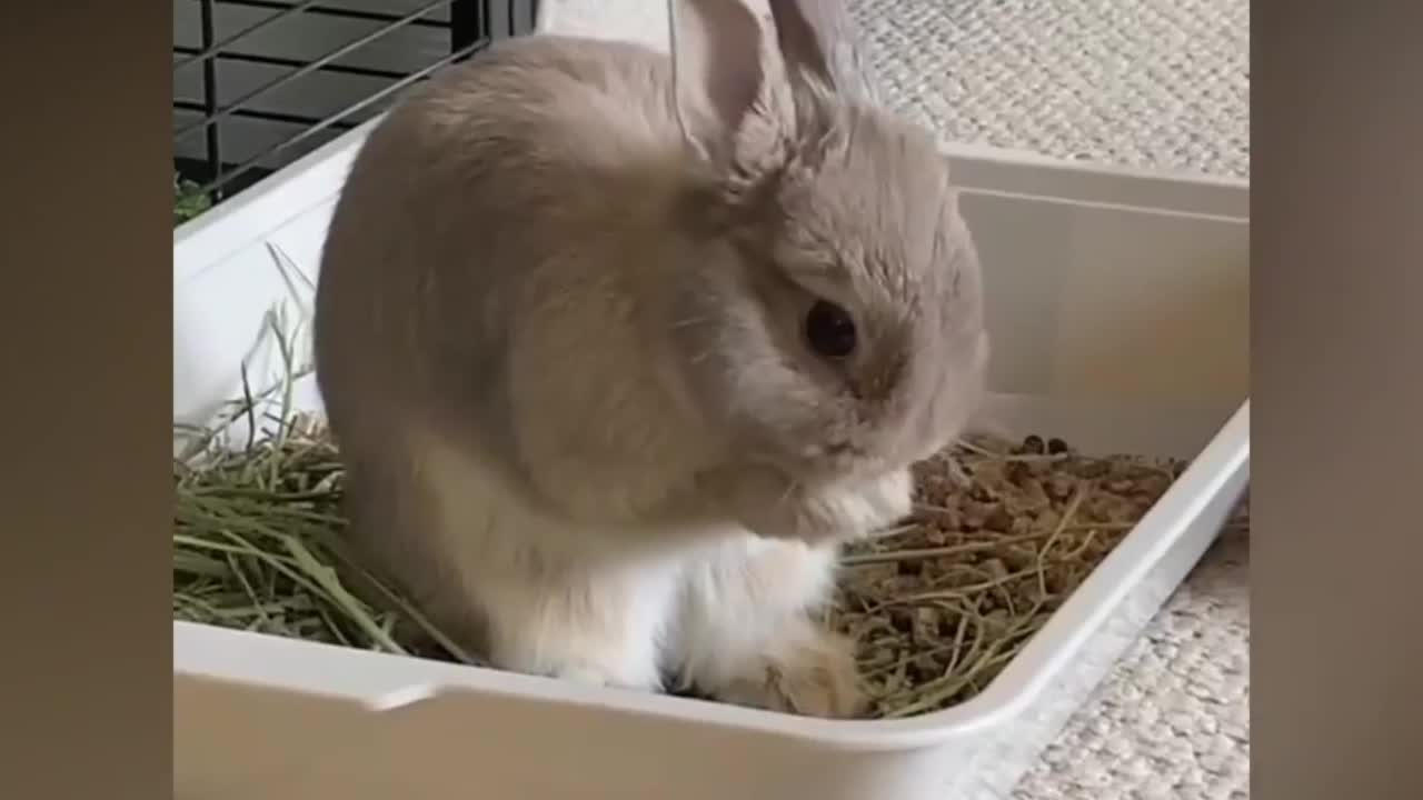 Cute Bunny Rabbit Compilation 🐰🐇😍😍