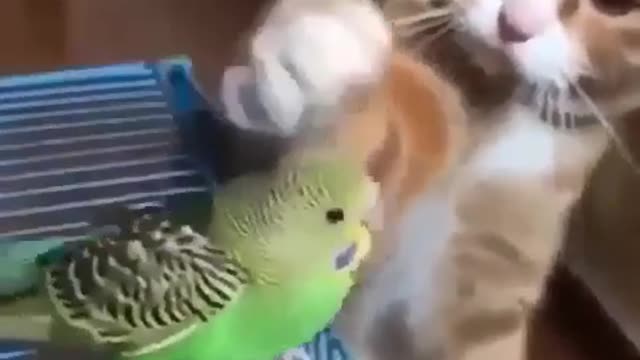 Cat love the bird