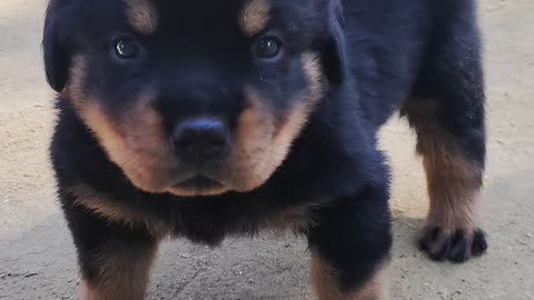 Baby dog