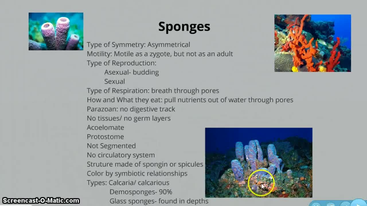 AP Biology Animal Diversity Part 1 of 2