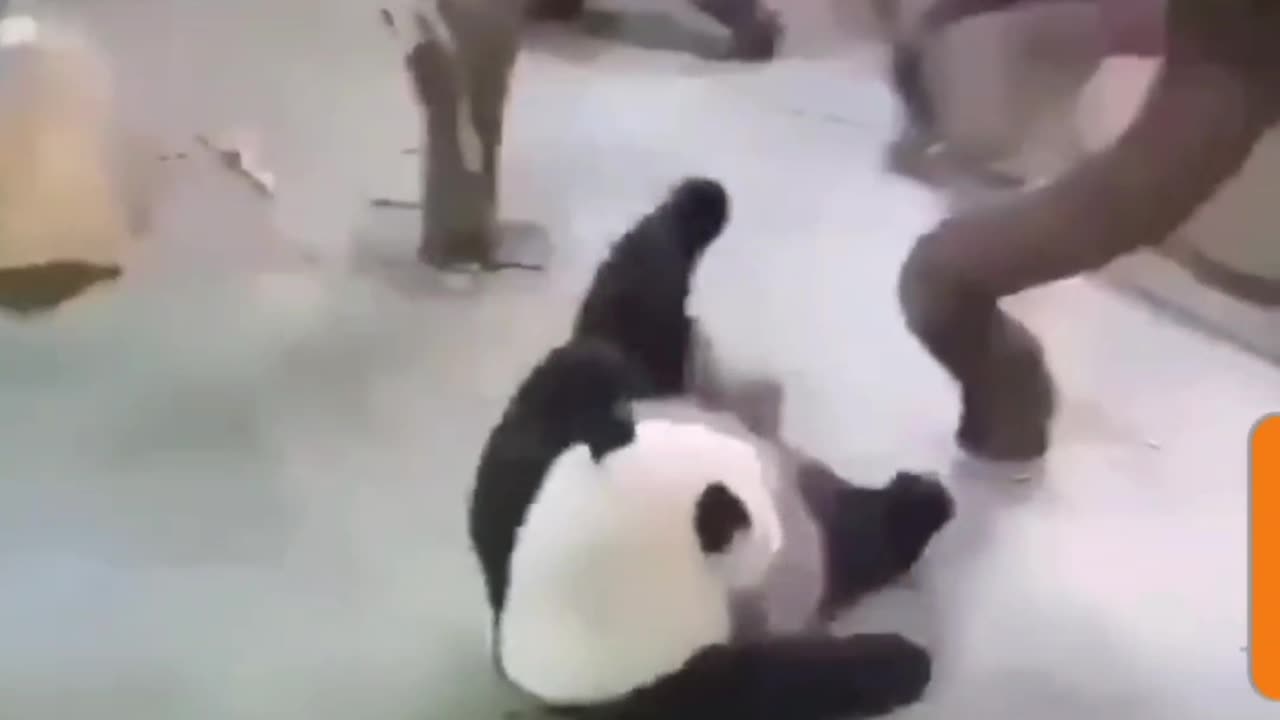 Panda's Epic Fail: Hilarious Missed Jump & Laugh Out Loud Moments!
