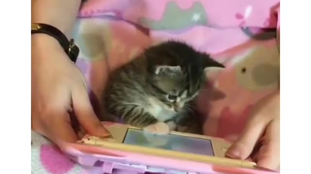 A cute kitten never stop focusing on the laptop