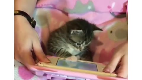 A cute kitten never stop focusing on the laptop