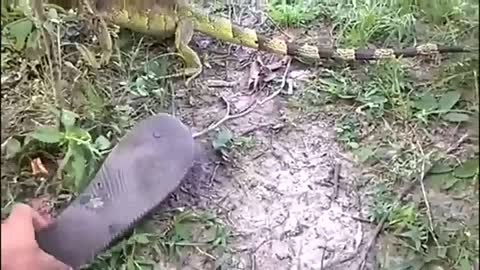 Dog With Chameleon, Dog Takes Lapada de Iguana