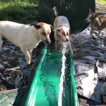 Pibble upset by water hitting bum