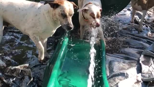 Pibble upset by water hitting bum