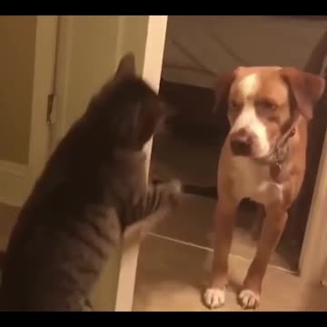 Funny Animals go WEE part 2