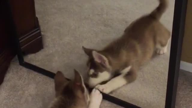 Husky puppy plays with self in mirror on carpet