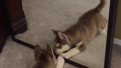 Husky puppy plays with self in mirror on carpet