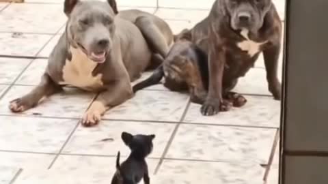 Brave little dog faces other bigger dogs