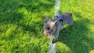 Big head french bulldog