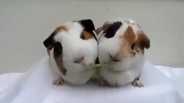 [Dispute between cute hamsters]