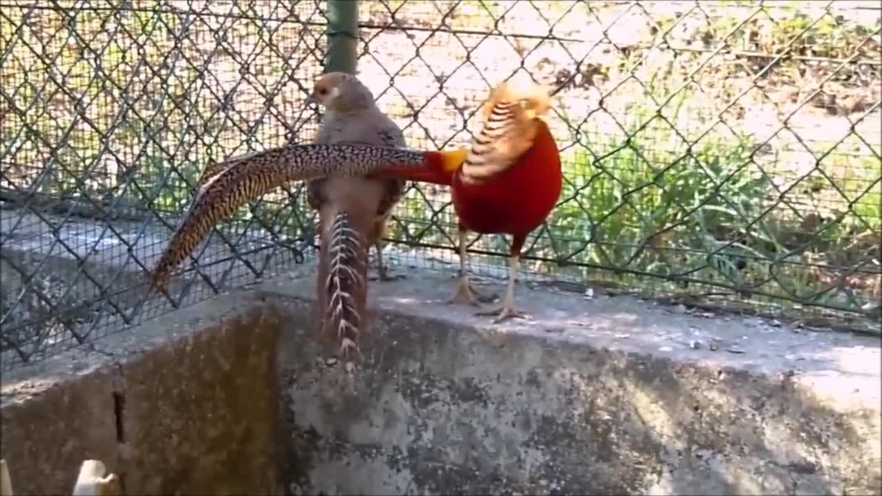 Beautiful Birds Golden Pheasants and Wading