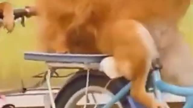 OS CACHORROS MAIS FOFOS DO MUNDO Andando de bicicleta shorts