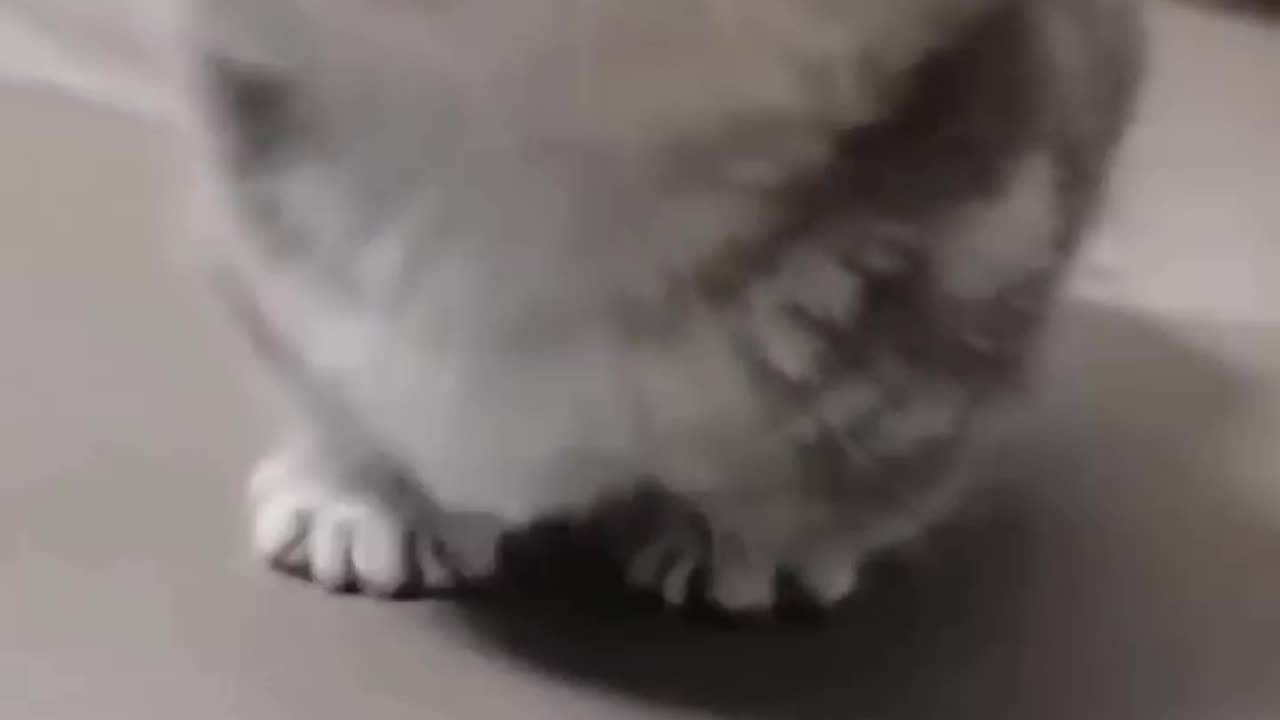 Cute baby kitten meow 😺 #shorts