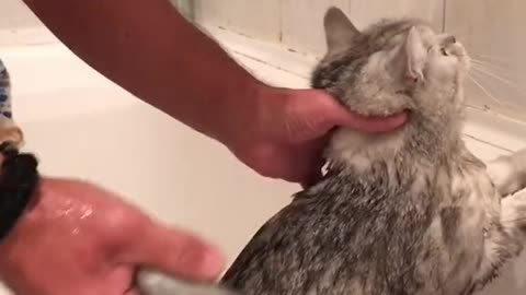 cat when to take a shower