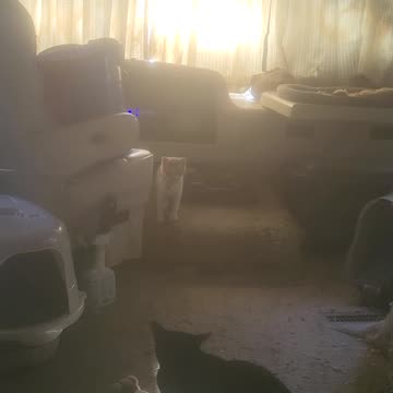 Ollie actin rambunctious