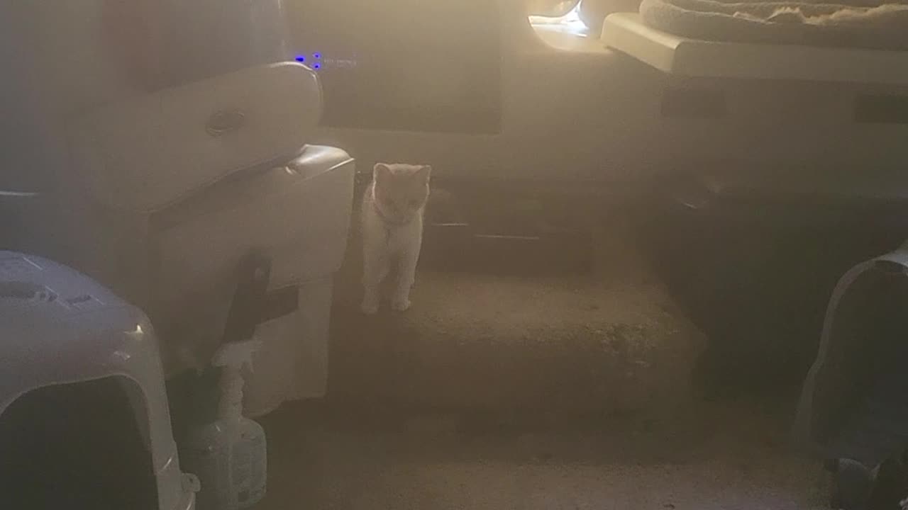 Ollie actin rambunctious