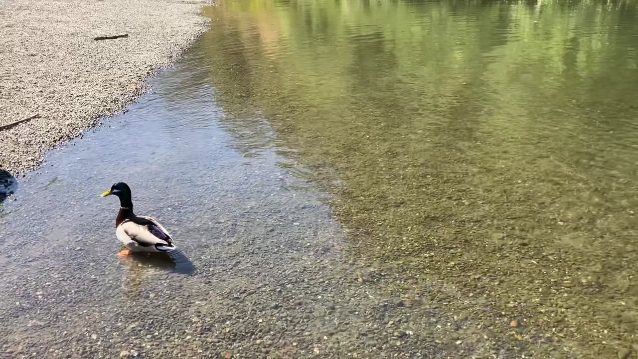 Ducks & People in the River 🦆 1 of 4